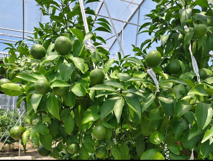 ώ̩݌WԺtīFǽو@ ̽ƺӮaNܴa